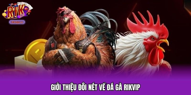 Các thông tin xoay quanh về đá gà tại nền tảng RIKVIP